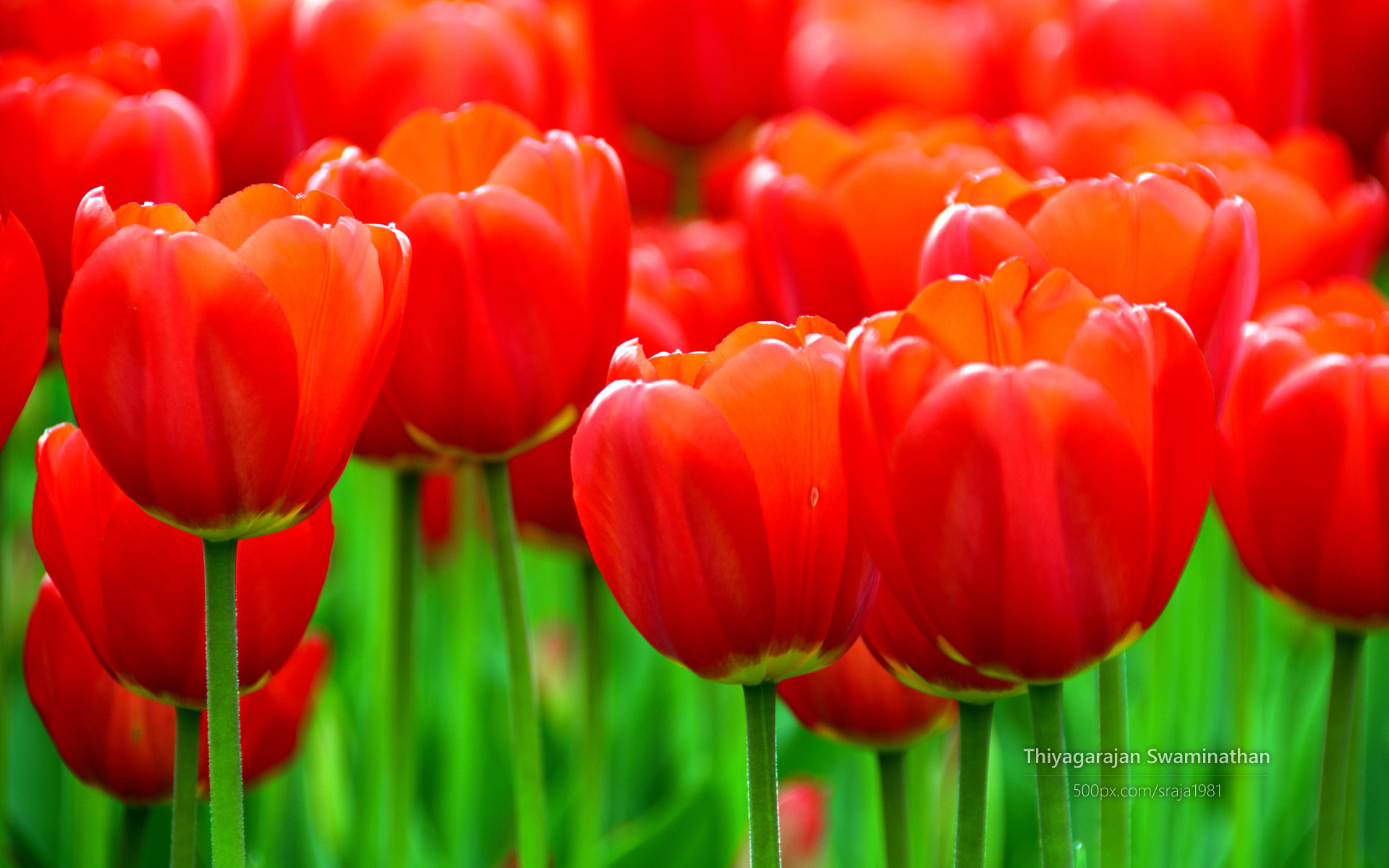 Albany Tulip Festival8209416681